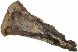 Dinosaur (Edmontosaurus?) Limb Bone End - Wyoming #233832-3